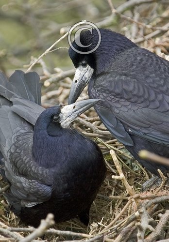 Pair of Rooks DM0801